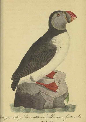 Reproducción/Reproduction 47066518634: Fauna Boica oder gemeinnützige Naturgeschichte der Thiere Bayerns.. Nürnberg :In der E.H. Zeh'schen Buchhandlung,1835.. 