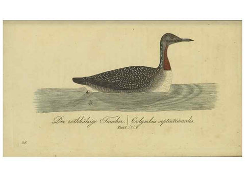 Reproducción/Reproduction 46939675405: Fauna Boica oder gemeinnützige Naturgeschichte der Thiere Bayerns.. Nürnberg :In der E.H. Zeh'schen Buchhandlung,1835.. 
