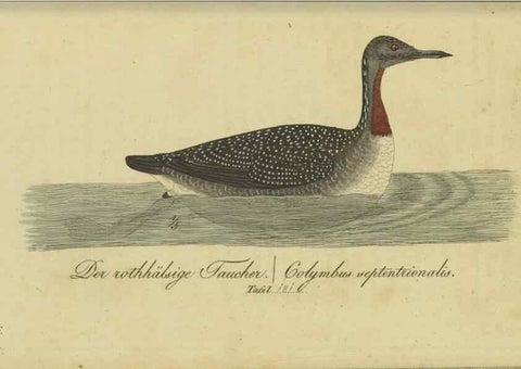 Reproducción/Reproduction 46939675405: Fauna Boica oder gemeinnützige Naturgeschichte der Thiere Bayerns.. Nürnberg :In der E.H. Zeh'schen Buchhandlung,1835.. 