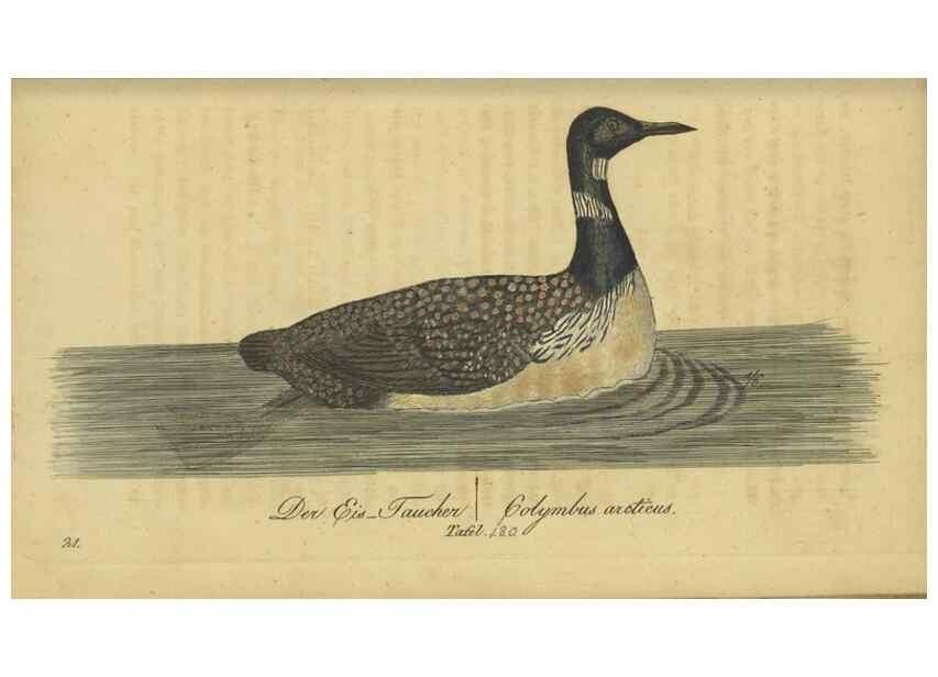 Reproducción/Reproduction 47066517164: Fauna Boica oder gemeinnützige Naturgeschichte der Thiere Bayerns.. Nürnberg :In der E.H. Zeh'schen Buchhandlung,1835.. 