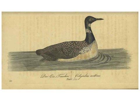 Reproducción/Reproduction 47066517164: Fauna Boica oder gemeinnützige Naturgeschichte der Thiere Bayerns.. Nürnberg :In der E.H. Zeh'schen Buchhandlung,1835.. 