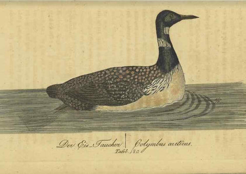 Reproducción/Reproduction 47066517164: Fauna Boica oder gemeinnützige Naturgeschichte der Thiere Bayerns.. Nürnberg :In der E.H. Zeh'schen Buchhandlung,1835.. 