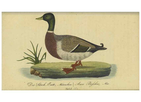 Reproducción/Reproduction 32911827747: Fauna Boica oder gemeinnützige Naturgeschichte der Thiere Bayerns.. Nürnberg :In der E.H. Zeh'schen Buchhandlung,1835.. 