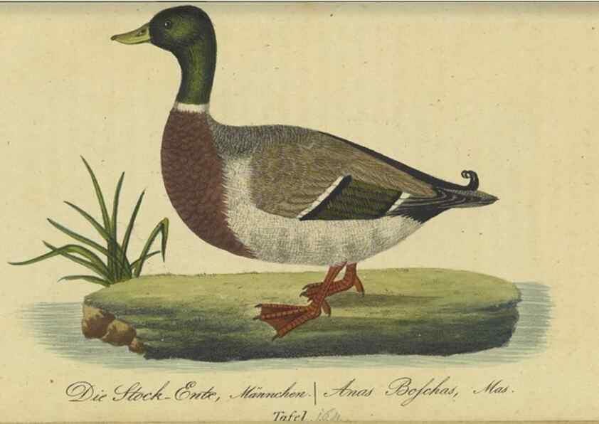 Reproducción/Reproduction 32911827747: Fauna Boica oder gemeinnützige Naturgeschichte der Thiere Bayerns.. Nürnberg :In der E.H. Zeh'schen Buchhandlung,1835.. 