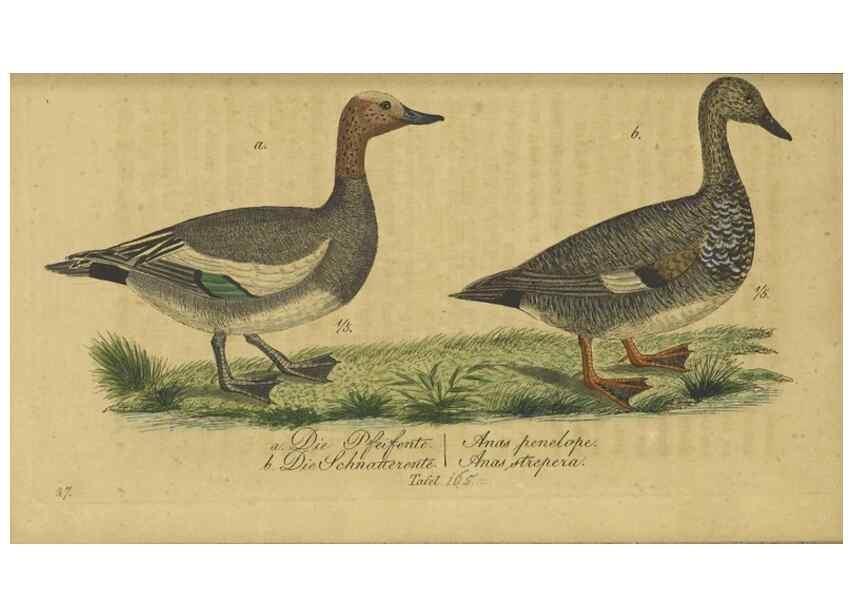 Reproducción/Reproduction 47066507324: Fauna Boica oder gemeinnützige Naturgeschichte der Thiere Bayerns.. Nürnberg :In der E.H. Zeh'schen Buchhandlung,1835.. 