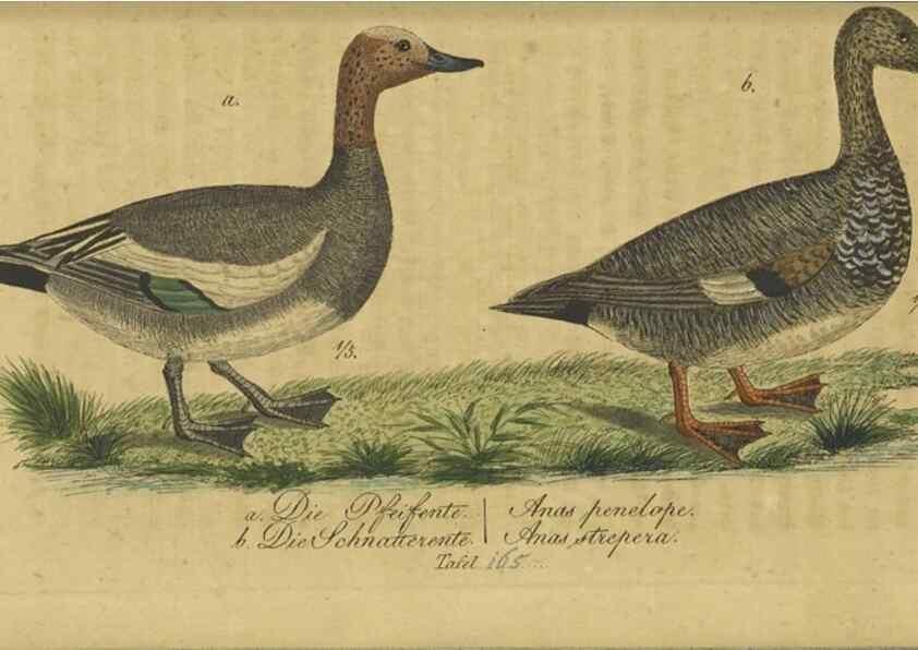 Reproducción/Reproduction 47066507324: Fauna Boica oder gemeinnützige Naturgeschichte der Thiere Bayerns.. Nürnberg :In der E.H. Zeh'schen Buchhandlung,1835.. 