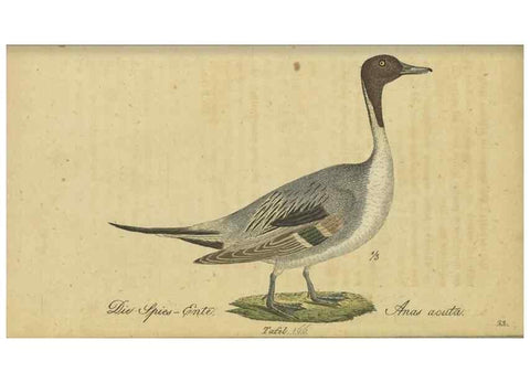 Reproducción/Reproduction 33978631598: Fauna Boica oder gemeinnützige Naturgeschichte der Thiere Bayerns.. Nürnberg :In der E.H. Zeh'schen Buchhandlung,1835.. 