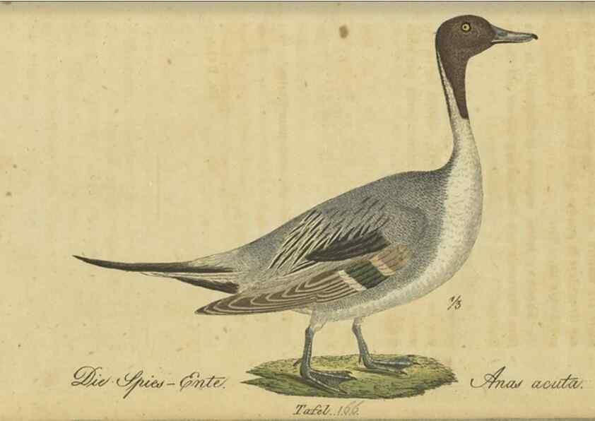 Reproducción/Reproduction 33978631598: Fauna Boica oder gemeinnützige Naturgeschichte der Thiere Bayerns.. Nürnberg :In der E.H. Zeh'schen Buchhandlung,1835.. 