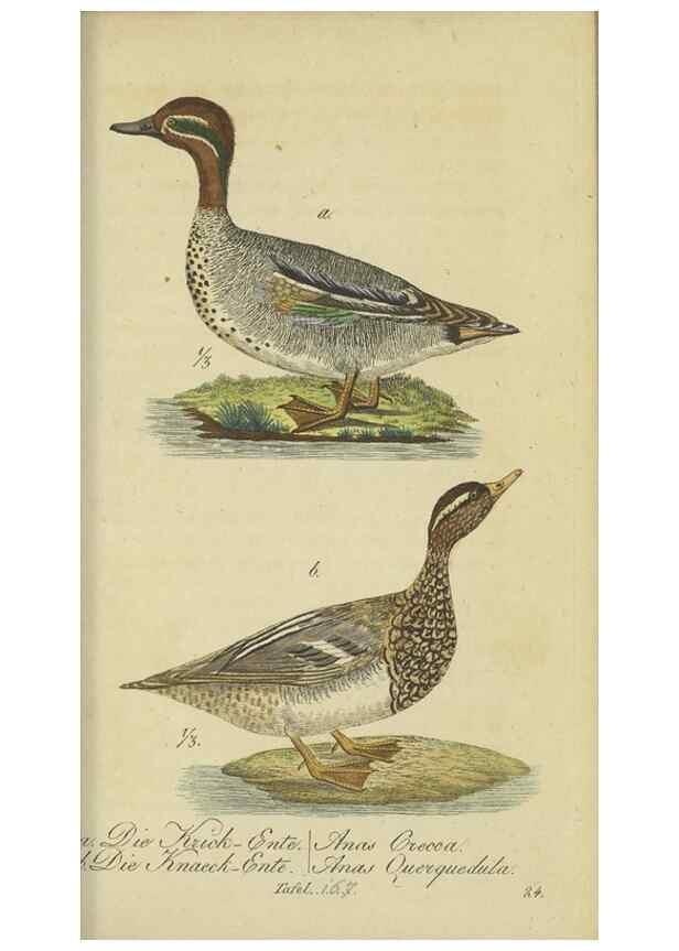 Reproducción/Reproduction 47066508214: Fauna Boica oder gemeinnützige Naturgeschichte der Thiere Bayerns.. Nürnberg :In der E.H. Zeh'schen Buchhandlung,1835.. 