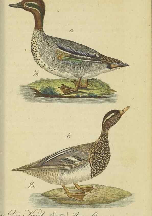 Reproducción/Reproduction 47066508214: Fauna Boica oder gemeinnützige Naturgeschichte der Thiere Bayerns.. Nürnberg :In der E.H. Zeh'schen Buchhandlung,1835.. 