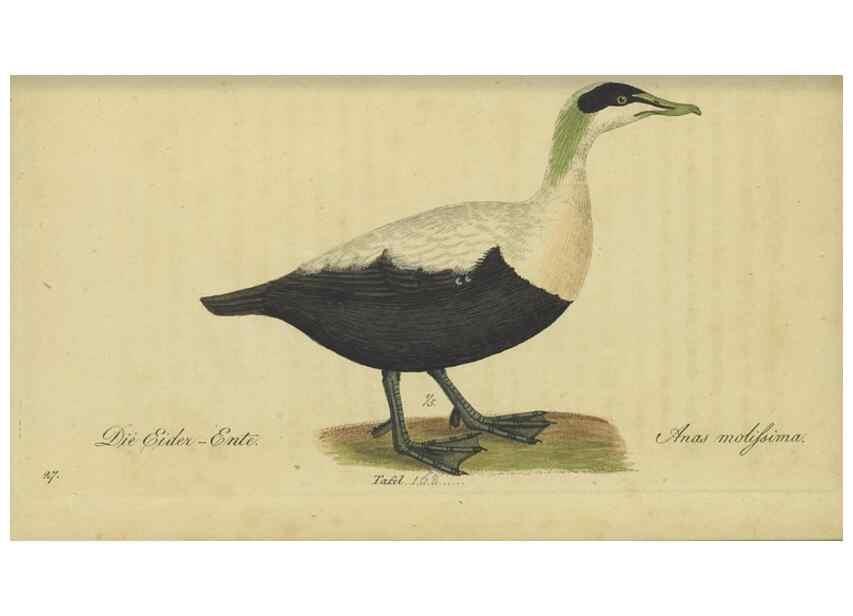 Reproducción/Reproduction 47066508834: Fauna Boica oder gemeinnützige Naturgeschichte der Thiere Bayerns.. Nürnberg :In der E.H. Zeh'schen Buchhandlung,1835.. 