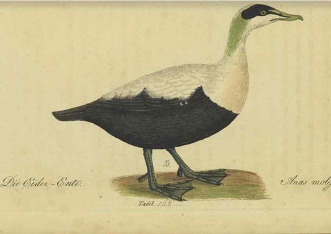 Reproducción/Reproduction 47066508834: Fauna Boica oder gemeinnützige Naturgeschichte der Thiere Bayerns.. Nürnberg :In der E.H. Zeh'schen Buchhandlung,1835.. 