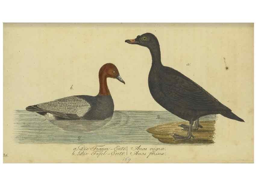 Reproducción/Reproduction 40889325943: Fauna Boica oder gemeinnützige Naturgeschichte der Thiere Bayerns.. Nürnberg :In der E.H. Zeh'schen Buchhandlung,1835.. 