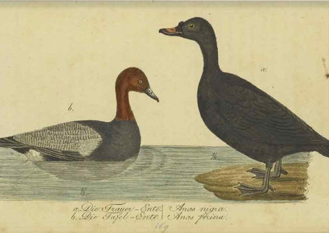 Reproducción/Reproduction 40889325943: Fauna Boica oder gemeinnützige Naturgeschichte der Thiere Bayerns.. Nürnberg :In der E.H. Zeh'schen Buchhandlung,1835.. 