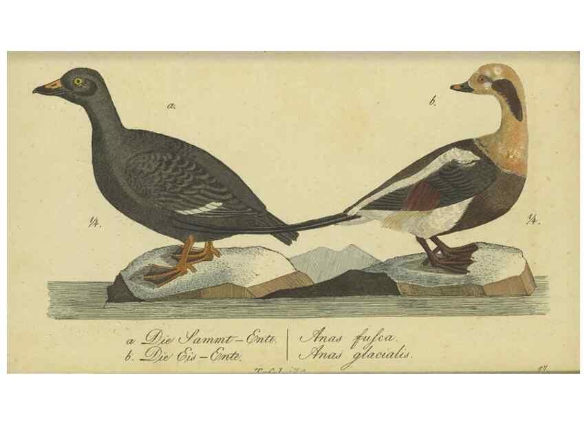 Reproducción/Reproduction 33978634688: Fauna Boica oder gemeinnützige Naturgeschichte der Thiere Bayerns.. Nürnberg :In der E.H. Zeh'schen Buchhandlung,1835.. 