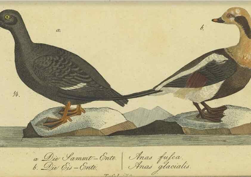 Reproducción/Reproduction 33978634688: Fauna Boica oder gemeinnützige Naturgeschichte der Thiere Bayerns.. Nürnberg :In der E.H. Zeh'schen Buchhandlung,1835.. 