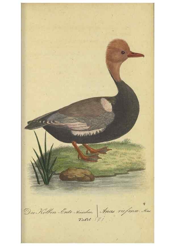 Reproducción/Reproduction 40889327873: Fauna Boica oder gemeinnützige Naturgeschichte der Thiere Bayerns.. Nürnberg :In der E.H. Zeh'schen Buchhandlung,1835.. 