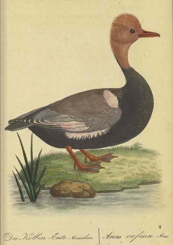 Reproducción/Reproduction 40889327873: Fauna Boica oder gemeinnützige Naturgeschichte der Thiere Bayerns.. Nürnberg :In der E.H. Zeh'schen Buchhandlung,1835.. 