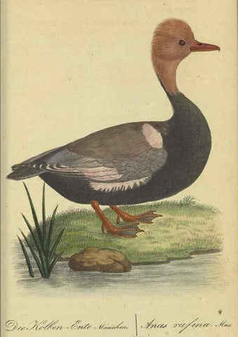 Reproducción/Reproduction 40889327873: Fauna Boica oder gemeinnützige Naturgeschichte der Thiere Bayerns.. Nürnberg :In der E.H. Zeh'schen Buchhandlung,1835.. 
