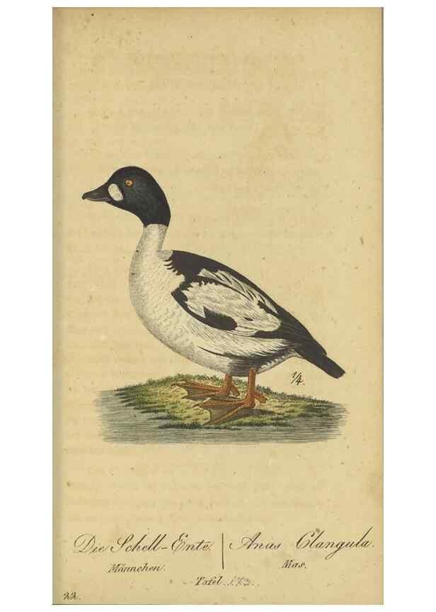 Reproducción/Reproduction 47066511584: Fauna Boica oder gemeinnützige Naturgeschichte der Thiere Bayerns.. Nürnberg :In der E.H. Zeh'schen Buchhandlung,1835.. 
