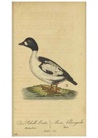 Reproducción/Reproduction 47066511584: Fauna Boica oder gemeinnützige Naturgeschichte der Thiere Bayerns.. Nürnberg :In der E.H. Zeh'schen Buchhandlung,1835.. 