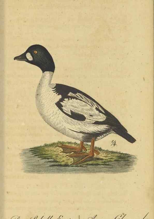 Reproducción/Reproduction 47066511584: Fauna Boica oder gemeinnützige Naturgeschichte der Thiere Bayerns.. Nürnberg :In der E.H. Zeh'schen Buchhandlung,1835.. 