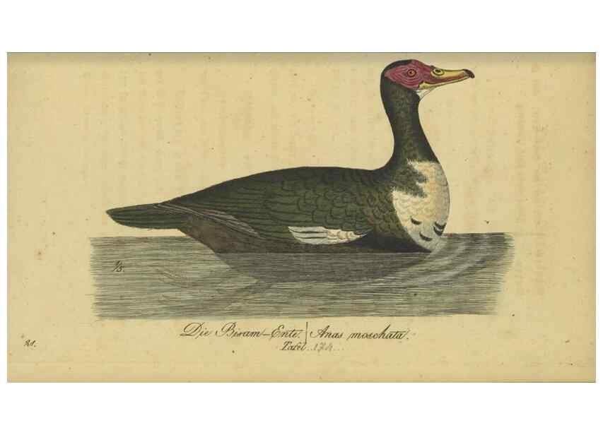 Reproducción/Reproduction 47803770422: Fauna Boica oder gemeinnützige Naturgeschichte der Thiere Bayerns.. Nürnberg :In der E.H. Zeh'schen Buchhandlung,1835.. 