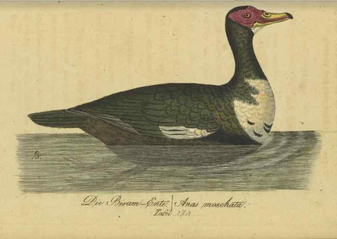 Reproducción/Reproduction 47803770422: Fauna Boica oder gemeinnützige Naturgeschichte der Thiere Bayerns.. Nürnberg :In der E.H. Zeh'schen Buchhandlung,1835.. 