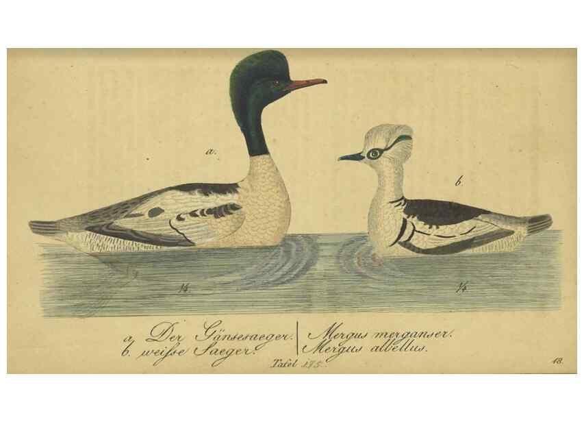 Reproducción/Reproduction 47803771002: Fauna Boica oder gemeinnützige Naturgeschichte der Thiere Bayerns.. Nürnberg :In der E.H. Zeh'schen Buchhandlung,1835.. 