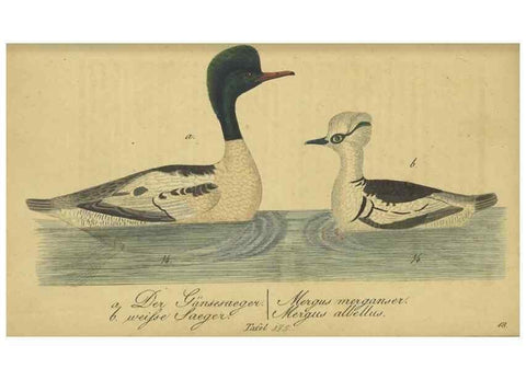 Reproducción/Reproduction 47803771002: Fauna Boica oder gemeinnützige Naturgeschichte der Thiere Bayerns.. Nürnberg :In der E.H. Zeh'schen Buchhandlung,1835.. 