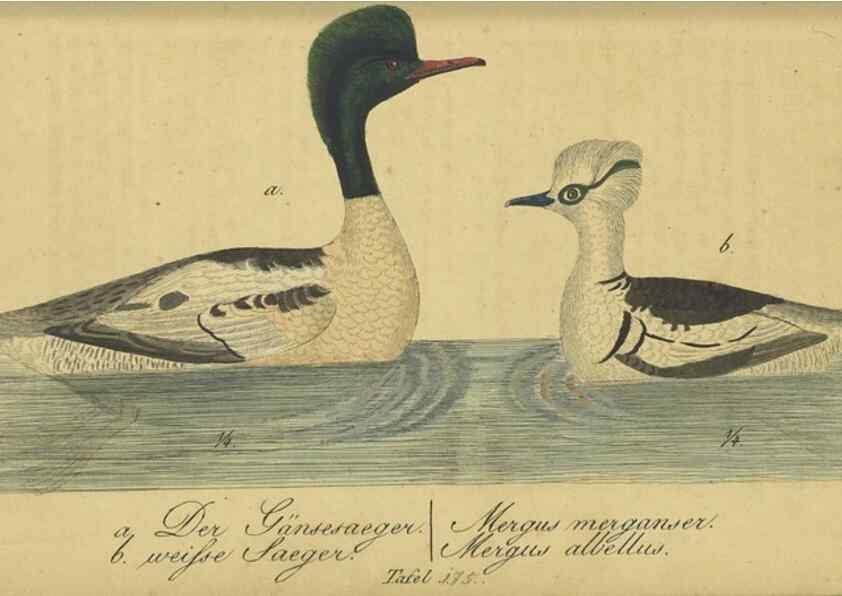 Reproducción/Reproduction 47803771002: Fauna Boica oder gemeinnützige Naturgeschichte der Thiere Bayerns.. Nürnberg :In der E.H. Zeh'schen Buchhandlung,1835.. 