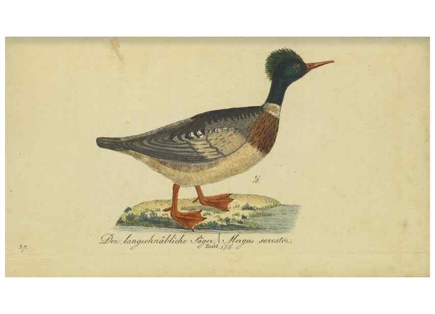 Reproducción/Reproduction 33978639558: Fauna Boica oder gemeinnützige Naturgeschichte der Thiere Bayerns.. Nürnberg :In der E.H. Zeh'schen Buchhandlung,1835.. 