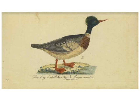 Reproducción/Reproduction 33978639558: Fauna Boica oder gemeinnützige Naturgeschichte der Thiere Bayerns.. Nürnberg :In der E.H. Zeh'schen Buchhandlung,1835.. 