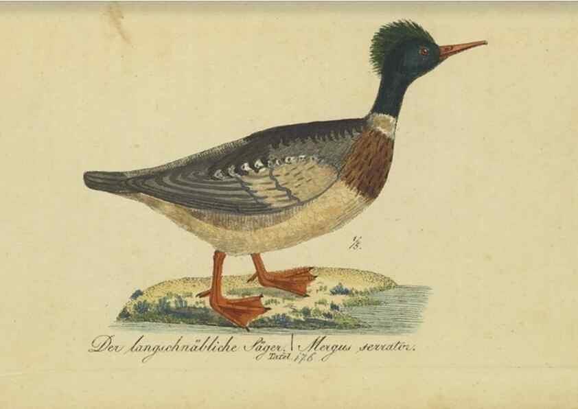 Reproducción/Reproduction 33978639558: Fauna Boica oder gemeinnützige Naturgeschichte der Thiere Bayerns.. Nürnberg :In der E.H. Zeh'schen Buchhandlung,1835.. 