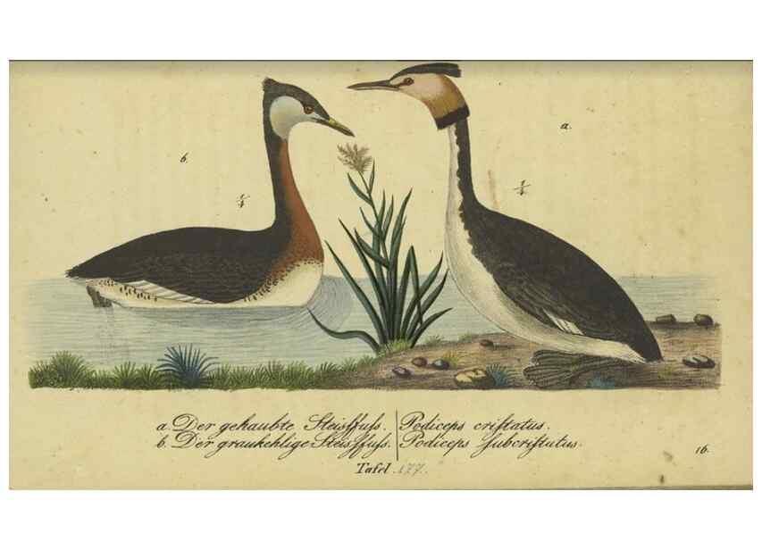 Reproducción/Reproduction 33978640468: Fauna Boica oder gemeinnützige Naturgeschichte der Thiere Bayerns.. Nürnberg :In der E.H. Zeh'schen Buchhandlung,1835.. 