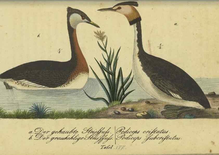 Reproducción/Reproduction 33978640468: Fauna Boica oder gemeinnützige Naturgeschichte der Thiere Bayerns.. Nürnberg :In der E.H. Zeh'schen Buchhandlung,1835.. 