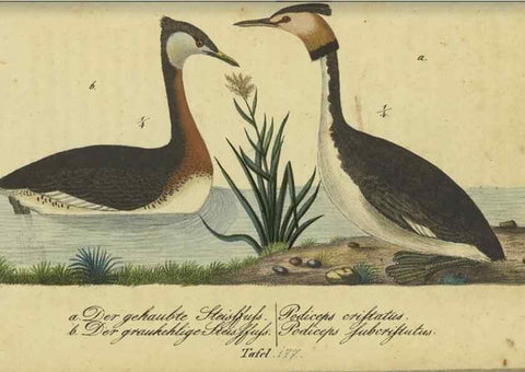 Reproducción/Reproduction 33978640468: Fauna Boica oder gemeinnützige Naturgeschichte der Thiere Bayerns.. Nürnberg :In der E.H. Zeh'schen Buchhandlung,1835.. 