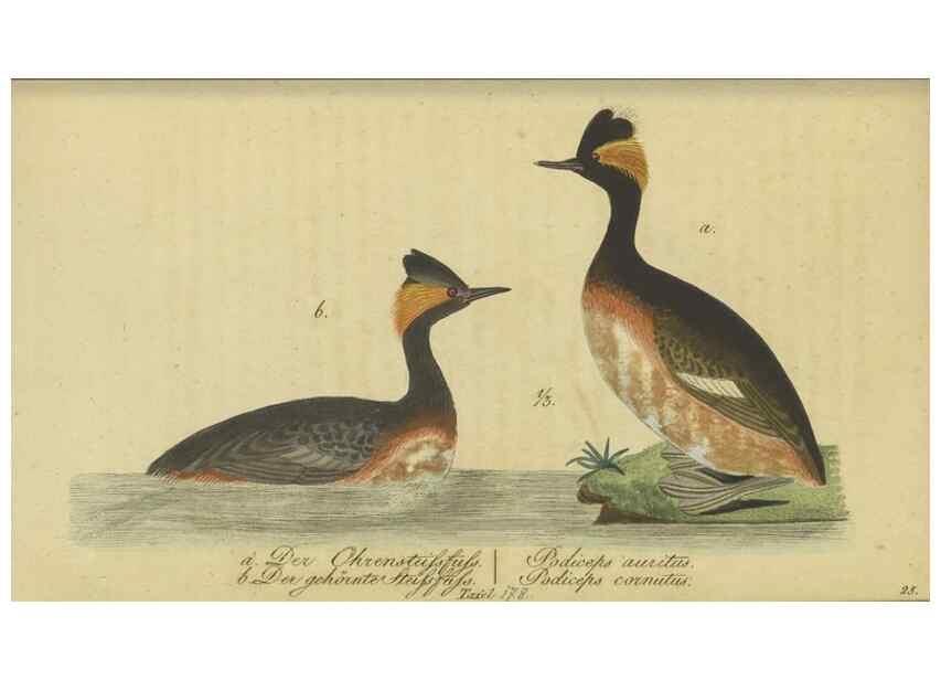 Reproducción/Reproduction 47855951281: Fauna Boica oder gemeinnützige Naturgeschichte der Thiere Bayerns.. Nürnberg :In der E.H. Zeh'schen Buchhandlung,1835.. 