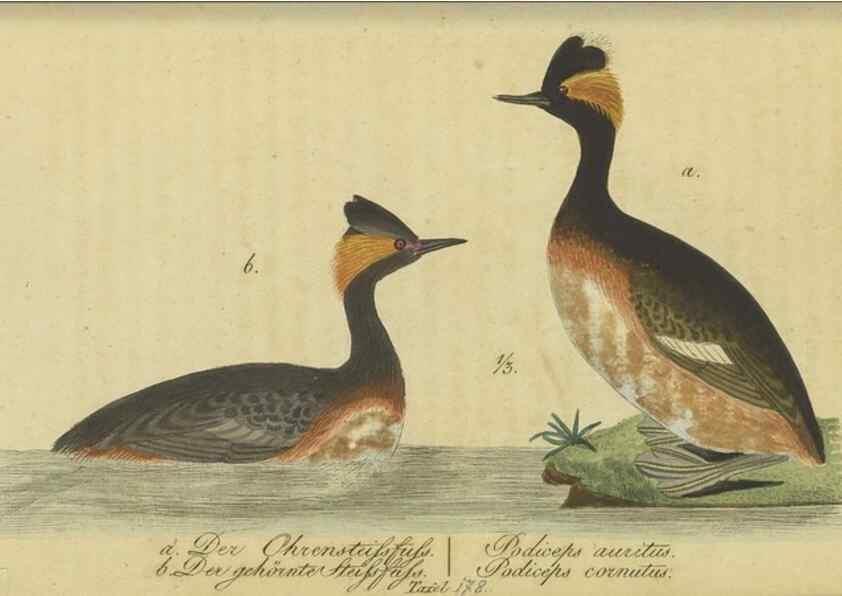 Reproducción/Reproduction 47855951281: Fauna Boica oder gemeinnützige Naturgeschichte der Thiere Bayerns.. Nürnberg :In der E.H. Zeh'schen Buchhandlung,1835.. 