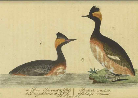 Reproducción/Reproduction 47855951281: Fauna Boica oder gemeinnützige Naturgeschichte der Thiere Bayerns.. Nürnberg :In der E.H. Zeh'schen Buchhandlung,1835.. 
