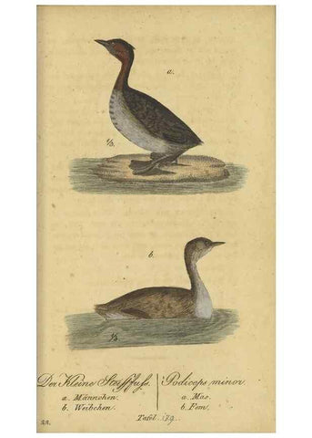 Reproducción/Reproduction 46939674255: Fauna Boica oder gemeinnützige Naturgeschichte der Thiere Bayerns.. Nürnberg :In der E.H. Zeh'schen Buchhandlung,1835.. 