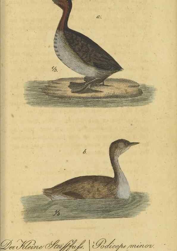 Reproducción/Reproduction 46939674255: Fauna Boica oder gemeinnützige Naturgeschichte der Thiere Bayerns.. Nürnberg :In der E.H. Zeh'schen Buchhandlung,1835.. 