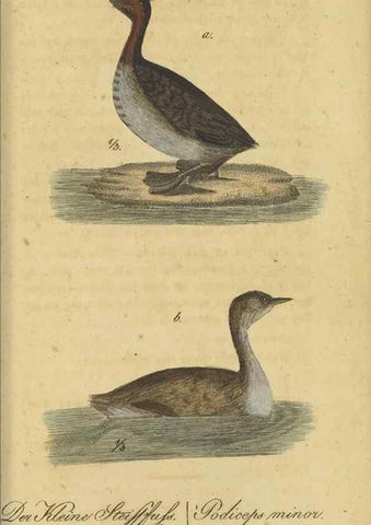 Reproducción/Reproduction 46939674255: Fauna Boica oder gemeinnützige Naturgeschichte der Thiere Bayerns.. Nürnberg :In der E.H. Zeh'schen Buchhandlung,1835.. 