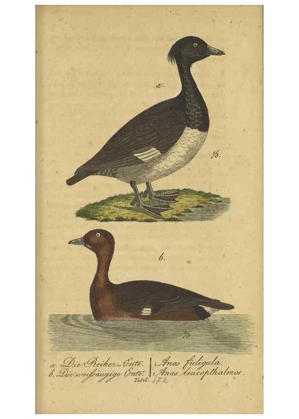 Reproducción/Reproduction 46939670155: Fauna Boica oder gemeinnützige Naturgeschichte der Thiere Bayerns.. Nürnberg :In der E.H. Zeh'schen Buchhandlung,1835.. 