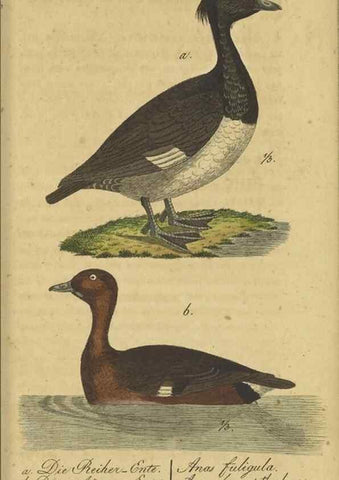 Reproducción/Reproduction 46939670155: Fauna Boica oder gemeinnützige Naturgeschichte der Thiere Bayerns.. Nürnberg :In der E.H. Zeh'schen Buchhandlung,1835.. 