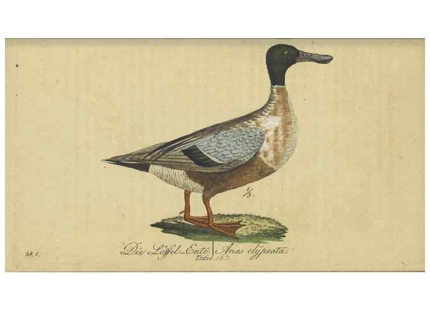 Reproducción/Reproduction 47803765942: Fauna Boica oder gemeinnützige Naturgeschichte der Thiere Bayerns.. Nürnberg :In der E.H. Zeh'schen Buchhandlung,1835.. 