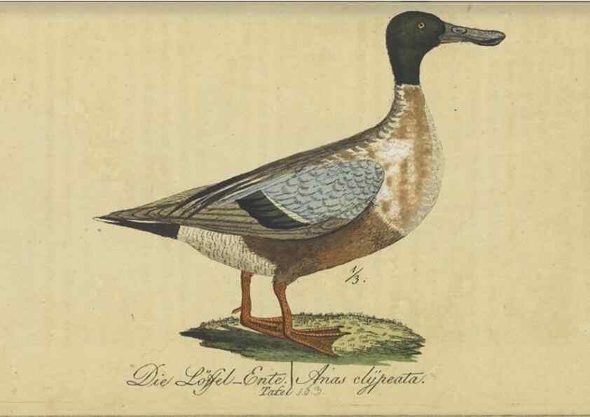 Reproducción/Reproduction 47803765942: Fauna Boica oder gemeinnützige Naturgeschichte der Thiere Bayerns.. Nürnberg :In der E.H. Zeh'schen Buchhandlung,1835.. 