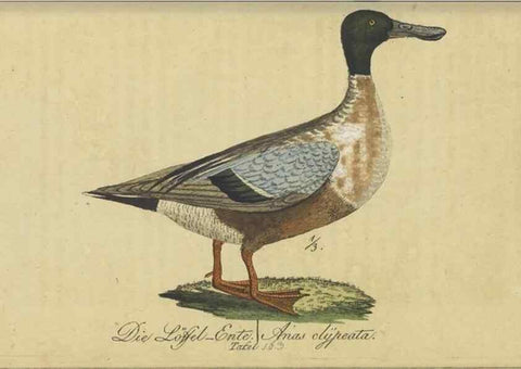 Reproducción/Reproduction 47803765942: Fauna Boica oder gemeinnützige Naturgeschichte der Thiere Bayerns.. Nürnberg :In der E.H. Zeh'schen Buchhandlung,1835.. 