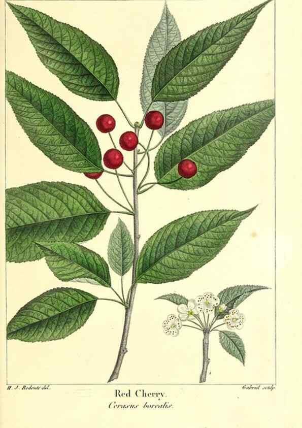 Reproducción/Reproduction 32925545897: The North American sylva;. Philadelphia,R.P. Smith,1853.. 