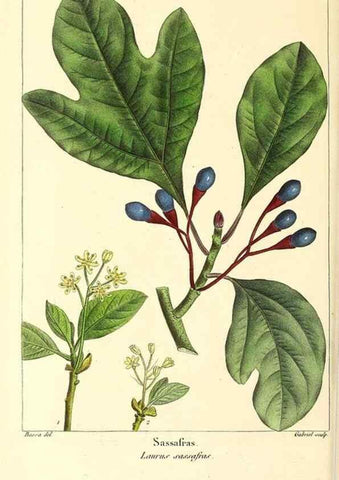 Reproducción/Reproduction 33992444118: The North American sylva;. Philadelphia,R.P. Smith,1853.. 
